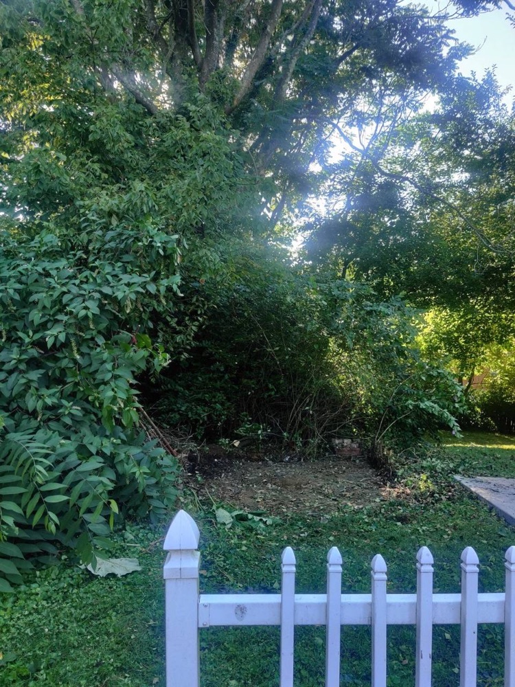 Clean yard after shed removal