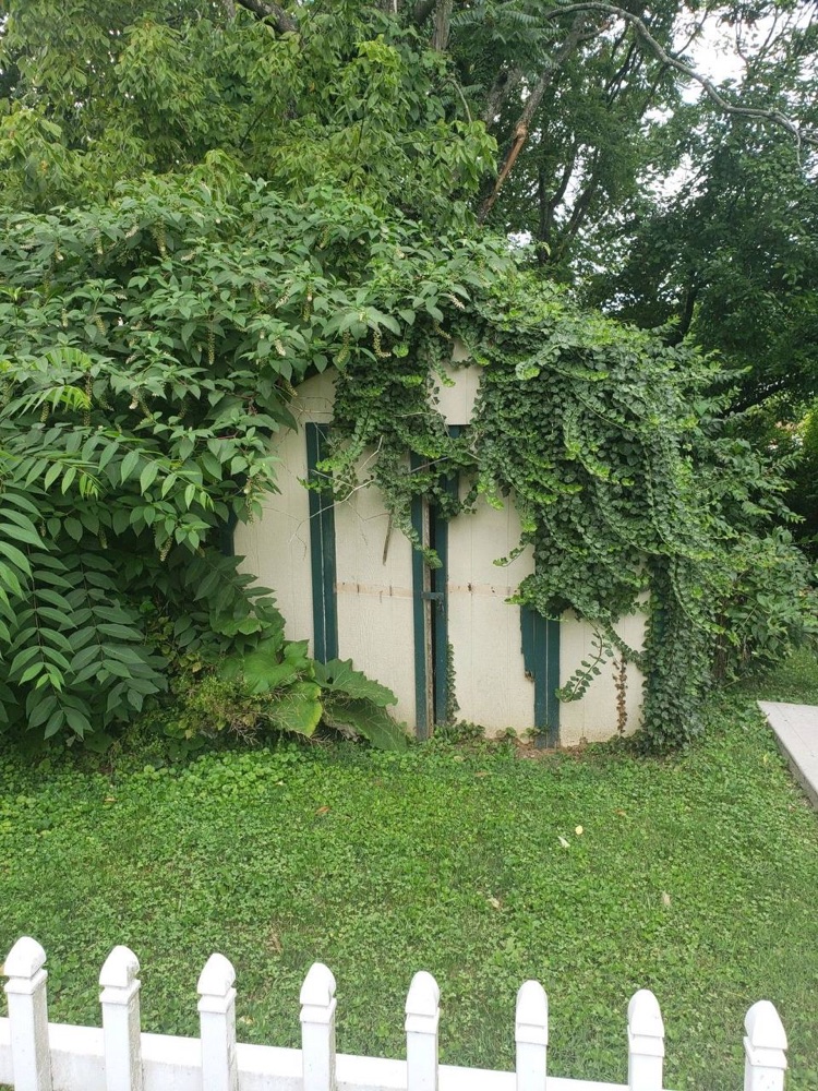 Old shed before teardown
