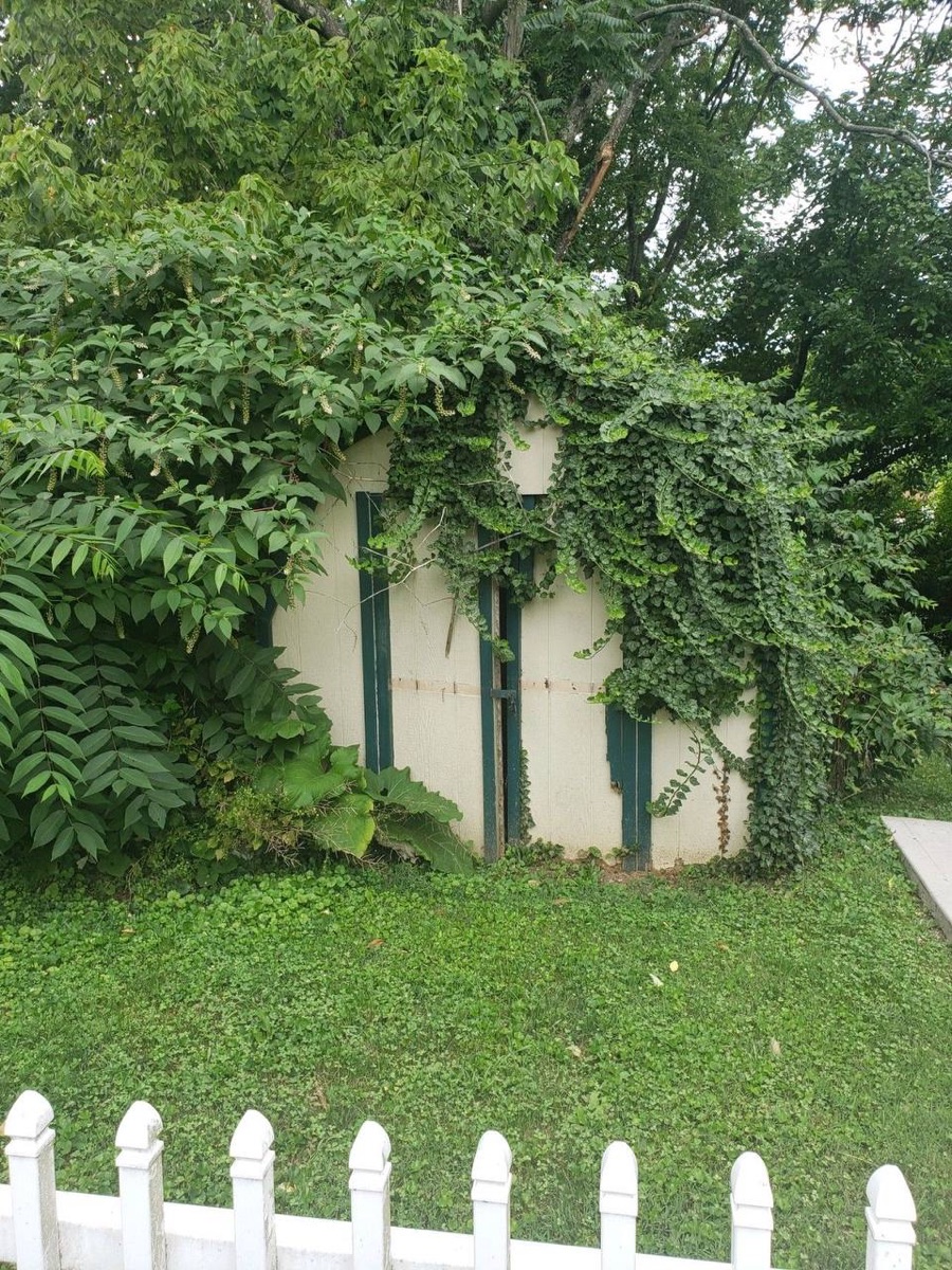 Overgrown shed before demolition