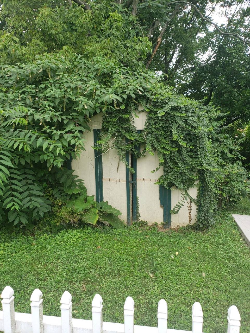 Shed before demolition - overgrown with vines